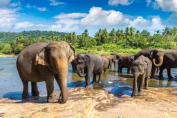 Elephant Orphanage