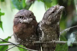 Birds Watching