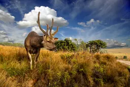 Spotted Sambar Deer