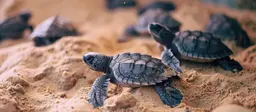 Turtle Nesting
