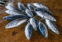 Fish Market