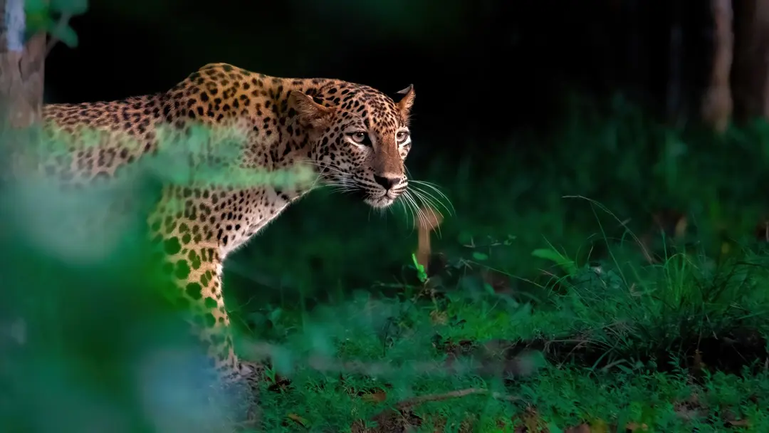 Leopards_in_Yala_b9a579de6c