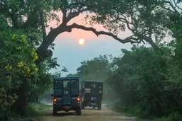 Yala Game Drive