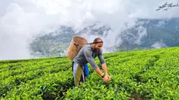 Tea Experience