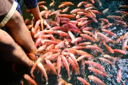 Fish Therapy