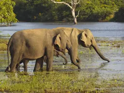 Elephants