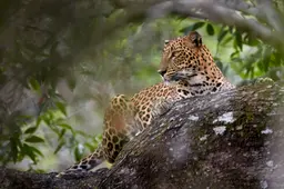 Sri Lankan Leopard