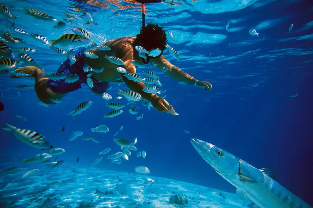 snorkeling_with_the_fishes_krvf5ufwktth8qrh_a918c214c3_9ea0bf459b
