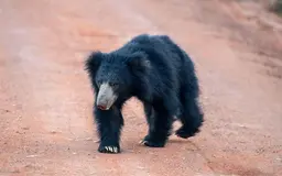 Sloth Bear