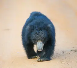 Sloth Bear