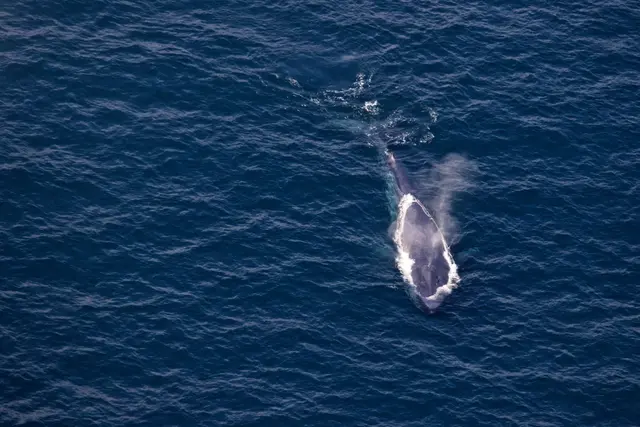 Whale Watching