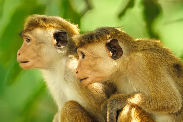 Primate
