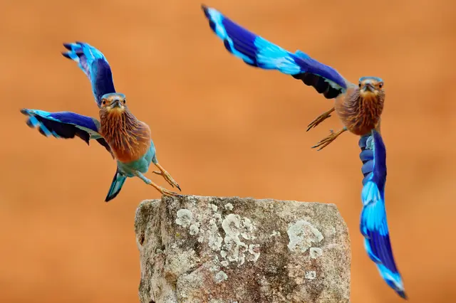 Indian Rollers