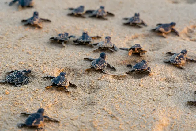 Turtle at Patanangala