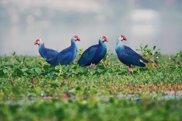 Purple Swamphen